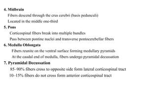 Pyramids Pons pyramidal tract -which include corticosinal and corticobulbar tract | PPTX