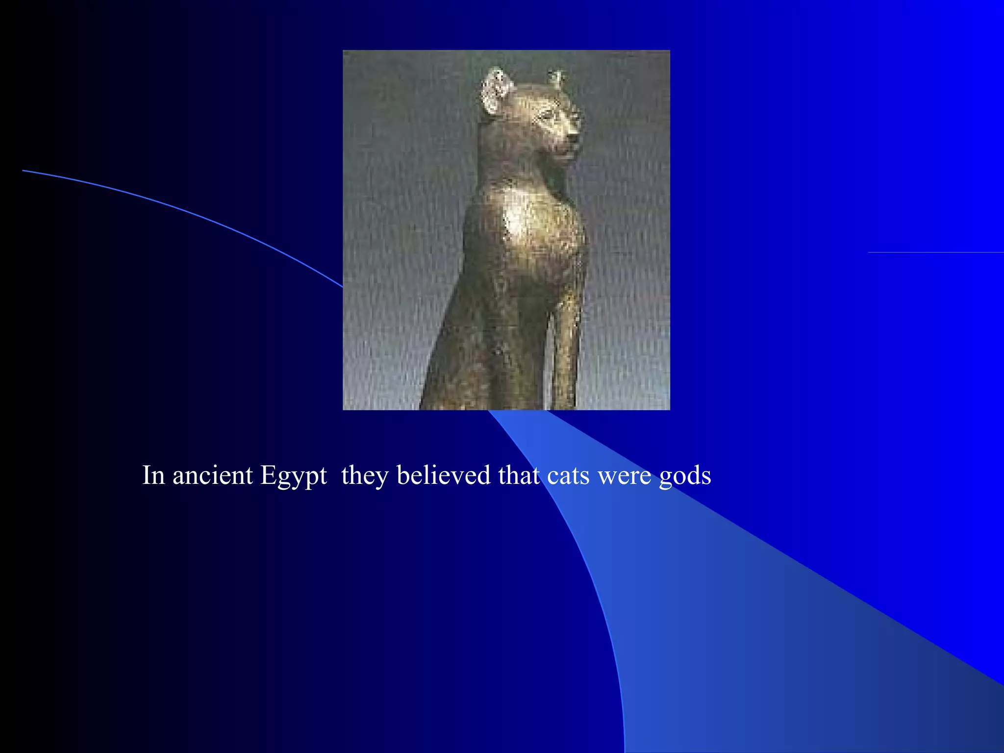 In ancient Egypt they believed that cats were gods