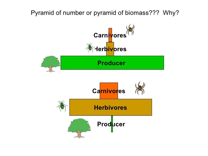 Pyramids of biomass, energy loss