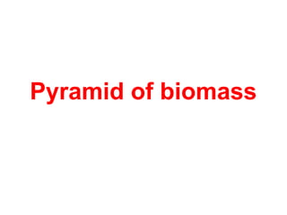 Pyramid of biomass
 