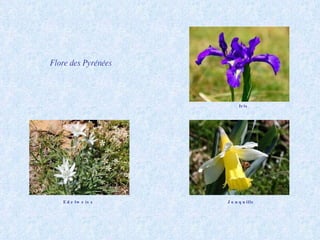 Flore des Pyrénées Iris Edelweiss Jonquille 
