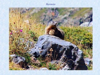 Marmotte 