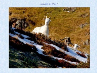 Nos amis les bêtes !  