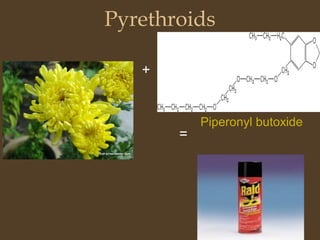 Pyrethroids
+
=
Piperonyl butoxide
 