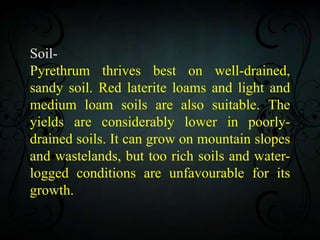 Soil-
Pyrethrum thrives best on well-drained,
sandy soil. Red laterite loams and light and
medium loam soils are also suitable. The
yields are considerably lower in poorly-
drained soils. It can grow on mountain slopes
and wastelands, but too rich soils and water-
logged conditions are unfavourable for its
growth.
 