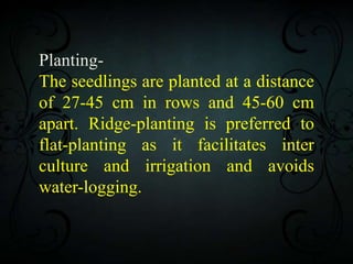 Planting-
The seedlings are planted at a distance
of 27-45 cm in rows and 45-60 cm
apart. Ridge-planting is preferred to
flat-planting as it facilitates inter
culture and irrigation and avoids
water-logging.
 