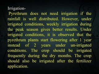 Pyrethrum | PPTX