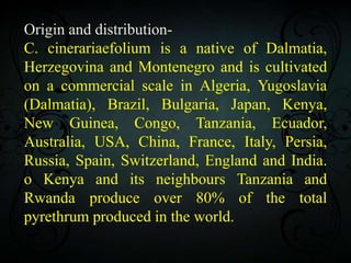 Origin and distribution-
C. cinerariaefolium is a native of Dalmatia,
Herzegovina and Montenegro and is cultivated
on a commercial scale in Algeria, Yugoslavia
(Dalmatia), Brazil, Bulgaria, Japan, Kenya,
New Guinea, Congo, Tanzania, Ecuador,
Australia, USA, China, France, Italy, Persia,
Russia, Spain, Switzerland, England and India.
o Kenya and its neighbours Tanzania and
Rwanda produce over 80% of the total
pyrethrum produced in the world.
 