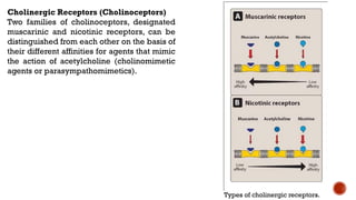 Types of cholinergic receptors.
Cholinergic Receptors (Cholinoceptors)
Two families of cholinoceptors, designated
muscarinic and nicotinic receptors, can be
distinguished from each other on the basis of
their different affinities for agents that mimic
the action of acetylcholine (cholinomimetic
agents or parasympathomimetics).
 