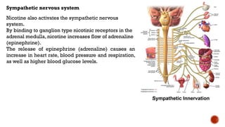 Sympathetic nervous system
Nicotine also activates the sympathetic nervous
system.
By binding to ganglion type nicotinic receptors in the
adrenal medulla, nicotine increases flow of adrenaline
(epinephrine).
The release of epinephrine (adrenaline) causes an
increase in heart rate, blood pressure and respiration,
as well as higher blood glucose levels.
 