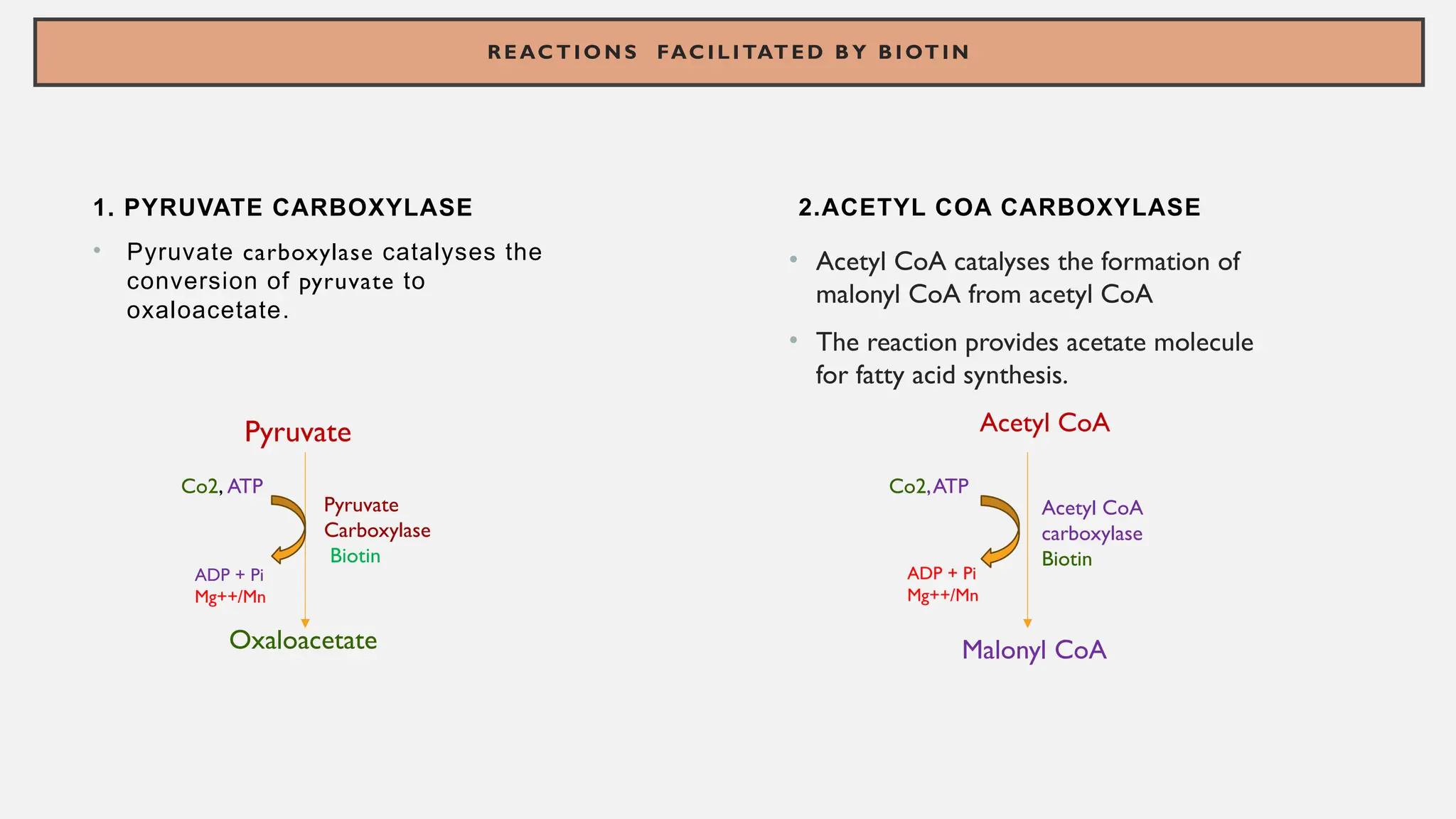 Pyridoxal phosphate and biotin as coenzymes and its functionspptx | PPTX