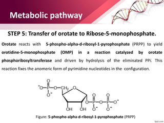 Metabolic pathway
STEP 5: Transfer of orotate to Ribose-5-monophosphate.
Orotate reacts with 5-phospho-alpha-d-ribosyl-1-pyrophosphate (PRPP) to yield
orotidine-5-monophosphate (OMP) in a reaction catalyzed by orotate
phosphoribosyltransferase and driven by hydrolysis of the eliminated PPi. This
reaction fixes the anomeric form of pyrimidine nucleotides in the configuration.
Figure: 5-phospho-alpha-d-ribosyl-1-pyrophosphate (PRPP)
 