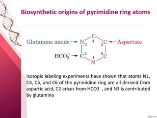 Biosynthetic origins of pyrimidine ring atoms
Isotopic labeling experiments have shown that atoms N1,
C4, C5, and C6 of the pyrimidine ring are all derived from
aspartic acid, C2 arises from HCO3 , and N3 is contributed
by glutamine
 
