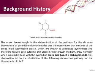 Background History
The major breakthrough in the determination of the pathway for the de novo
biosynthesis of pyrimidine ribonucleotides was the observation that mutants of the
bread mold Neurospora crassa, which are unable to synthesize pyrimidines and
therefore require both cytosine and uracil in their growth medium, grow normally
when supplied instead with the pyrimidine orotic acid (uracil-6-carboxylic acid). This
observation led to the elucidation of the following six reaction pathway for the
biosynthesis of UMP
 
