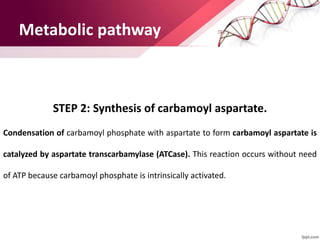 Metabolic pathway
STEP 2: Synthesis of carbamoyl aspartate.
Condensation of carbamoyl phosphate with aspartate to form carbamoyl aspartate is
catalyzed by aspartate transcarbamylase (ATCase). This reaction occurs without need
of ATP because carbamoyl phosphate is intrinsically activated.
 
