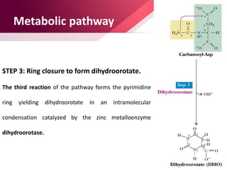 Metabolic pathway
STEP 3: Ring closure to form dihydroorotate.
The third reaction of the pathway forms the pyrimidine
ring yielding dihydroorotate in an intramolecular
condensation catalyzed by the zinc metalloenzyme
dihydroorotase.
 