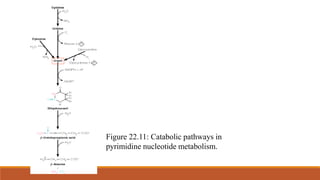 Figure 22.11: Catabolic pathways in
pyrimidine nucleotide metabolism.
 