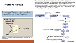 PYRIMIDINE SYNTHESIS
The sources of the atoms in the pyrimidine
ring are glutamine, CO2, and aspartate
 