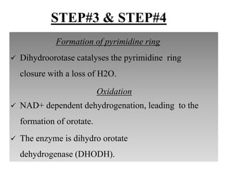 Formation of pyrimidine ring
 Dihydroorotase catalyses the pyrimidine ring
closure with a loss of H2O.
Oxidation
 NAD+ dependent dehydrogenation, leading to the
formation of orotate.
 The enzyme is dihydro orotate
dehydrogenase (DHODH).
STEP#3 & STEP#4
 