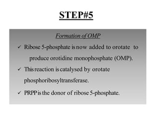 Formation of OMP
 Ribose 5-phosphate isnow added to orotate to
produce orotidine monophosphate (OMP).
 Thisreaction iscatalysed by orotate
phosphoribosyltransferase.
 PRPPisthe donor of ribose 5-phosphate.
STEP#5
 