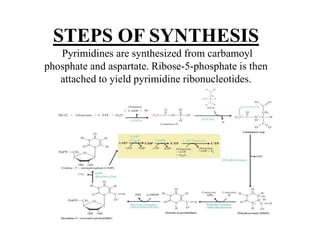 STEPS OF SYNTHESIS
Pyrimidines are synthesized from carbamoyl
phosphate and aspartate. Ribose-5-phosphate is then
attached to yield pyrimidine ribonucleotides.
Cytosine is found in both DNA and RNA. Uracil is
found only in RNA
 
