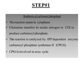 Synthesisofcarbomylphosphate
 Thereaction occursin cytoplasm
 Glutamine transfers its amido nitrogen to CO2 to
produce carbamoyl phosphate.
 This reaction is catalyzed by ATP dependent enzyme
carbamoyl phosphate synthetase II (CPS II).
 CPS-Iisinvolved in urea cycle.
STEP#1
 
