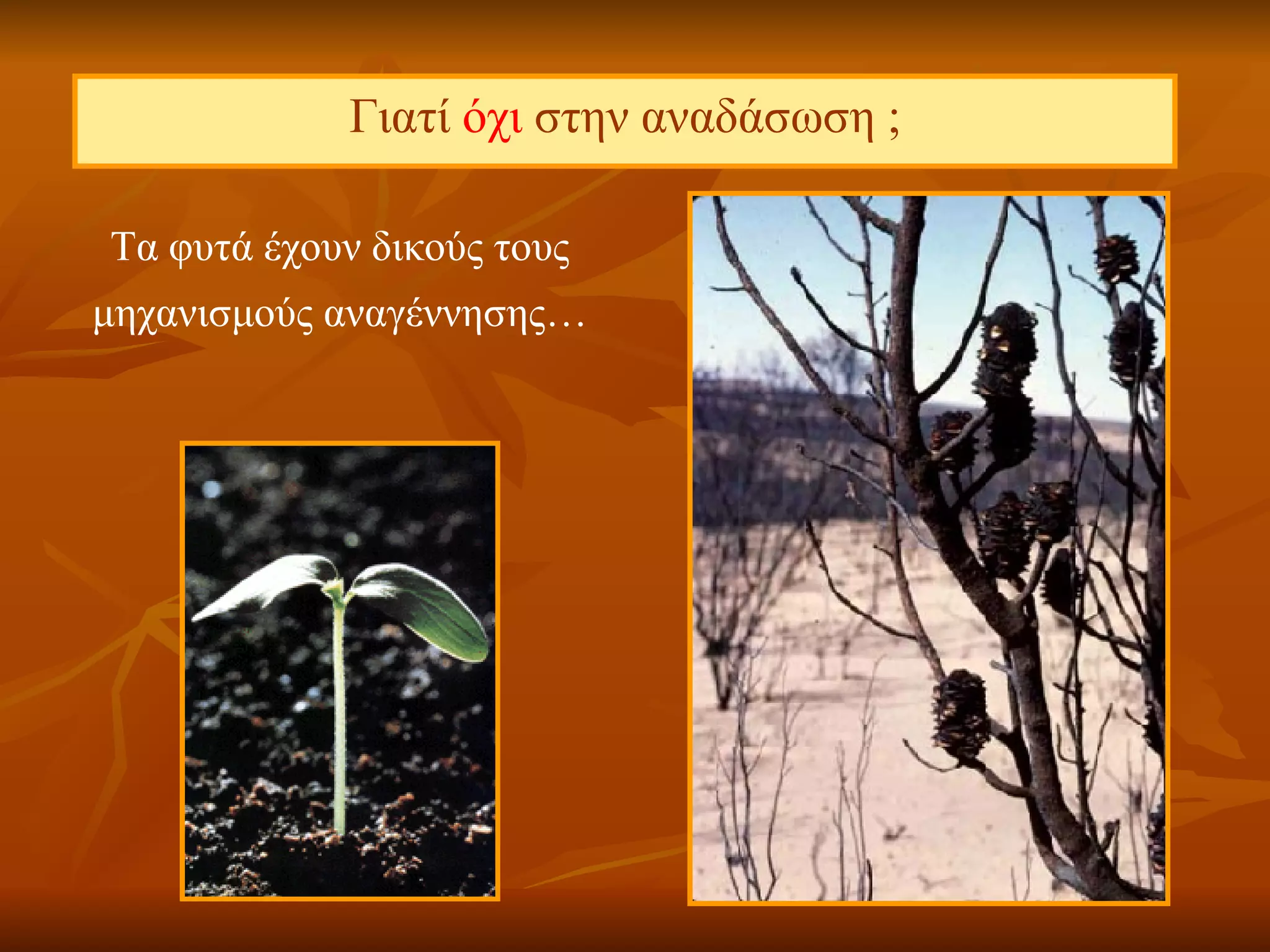 Γιατί  όχι  στην αναδάσωση ; Τα φυτά έχουν δικούς τους μηχανισμούς αναγέννησης… 