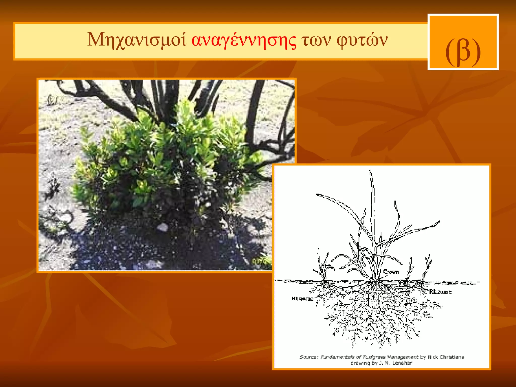 Μηχανισμοί  αναγέννησης  των φυτών (β) 