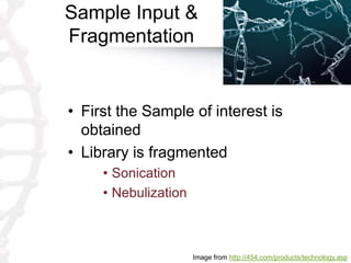 Sample Input &
Fragmentation
• First the Sample of interest is
obtained
• Library is fragmented
• Sonication
• Nebulization
Image from http://454.com/products/technology.asp
 