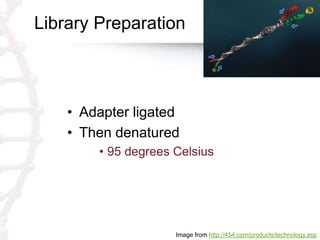 Library Preparation
• Adapter ligated
• Then denatured
• 95 degrees Celsius
Image from http://454.com/products/technology.asp
 