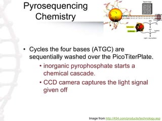 Pyrosequencing
Chemistry
• Cycles the four bases (ATGC) are
sequentially washed over the PicoTiterPlate.
• inorganic pyrophosphate starts a
chemical cascade.
• CCD camera captures the light signal
given off
Image from http://454.com/products/technology.asp
 