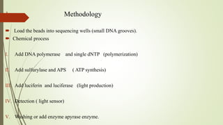 1. Methodology
 Load the beads into sequencing wells (small DNA grooves).
 Chemical process
I. Add DNA polymerase and single dNTP (polymerization)
II. Add sulfurylase and APS ( ATP synthesis)
III. Add luciferin and luciferase (light production)
IV. Detection ( light sensor)
V. Washing or add enzyme apyrase enzyme.
 