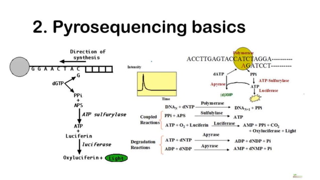 Pyrosequencing | PPTX