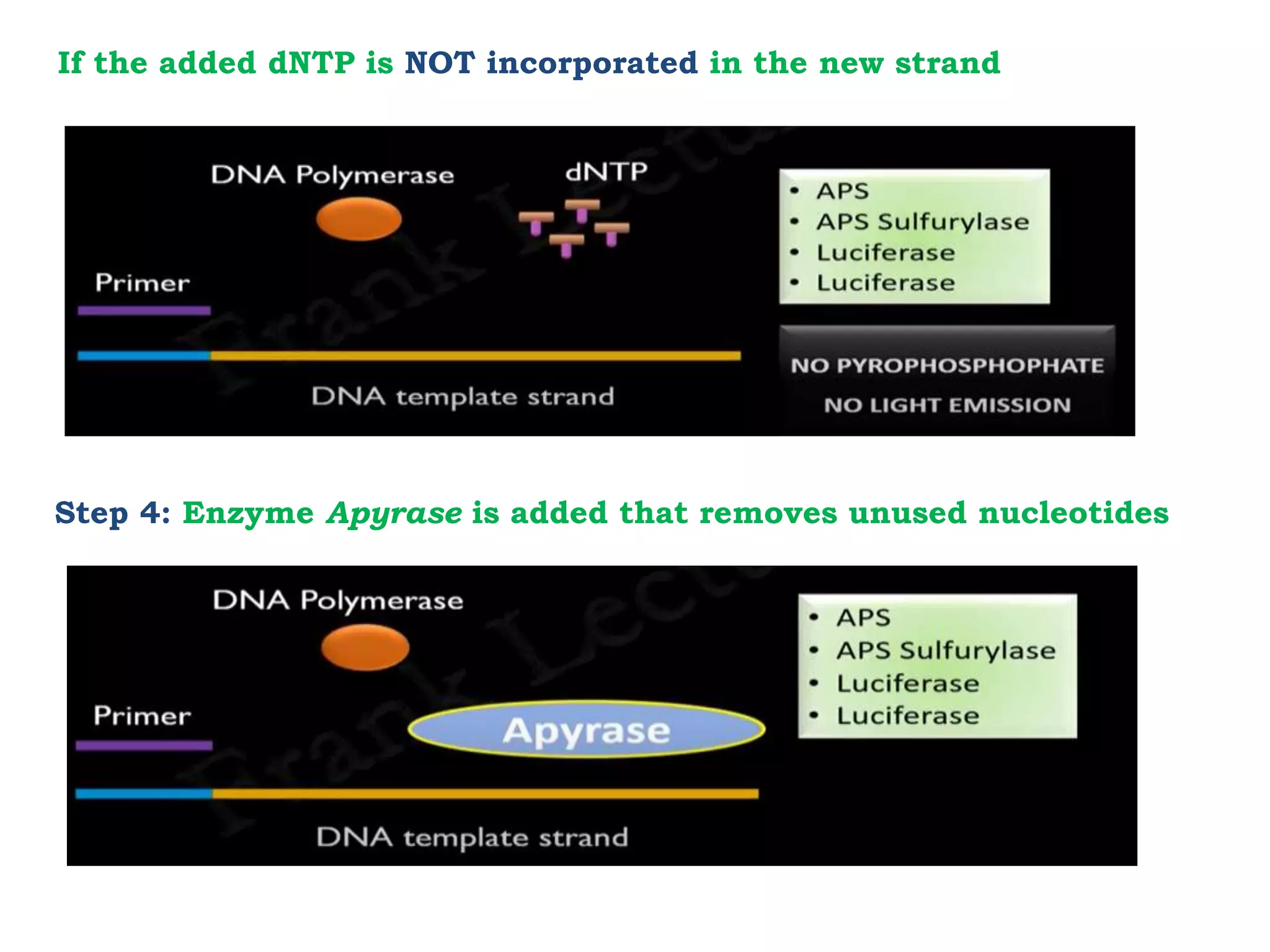 If the added dNTP is NOT incorporated in the new strand
Step 4: Enzyme Apyrase is added that removes unused nucleotides