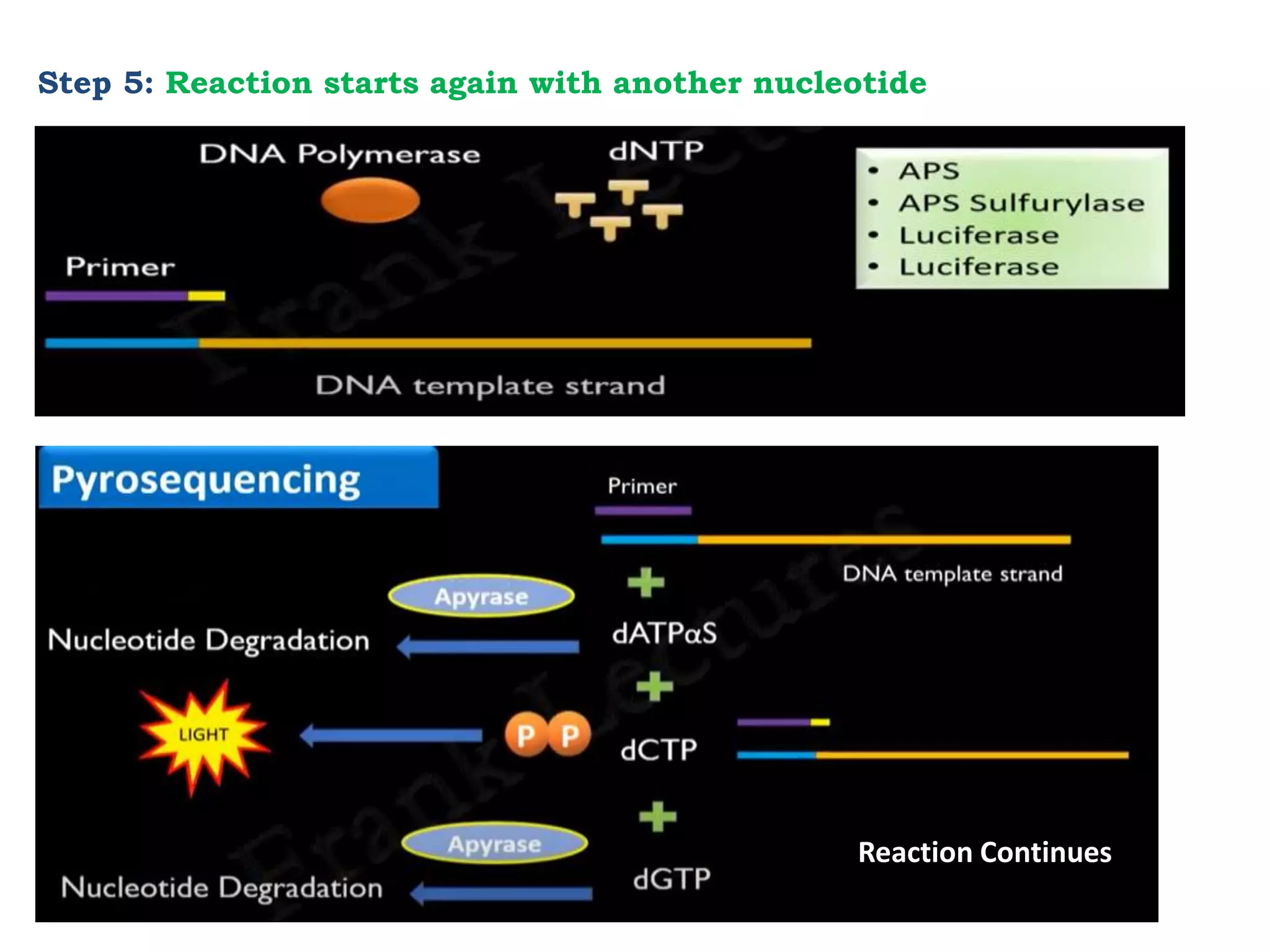 Step 5: Reaction starts again with another nucleotide
Reaction Continues