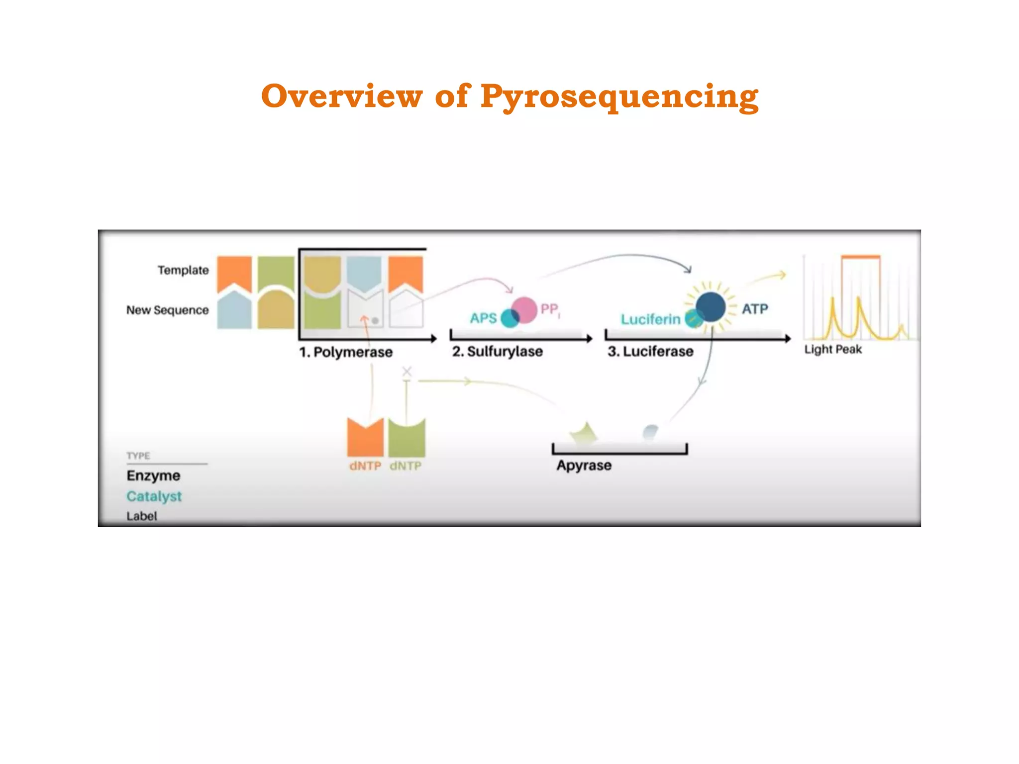 Overview of Pyrosequencing