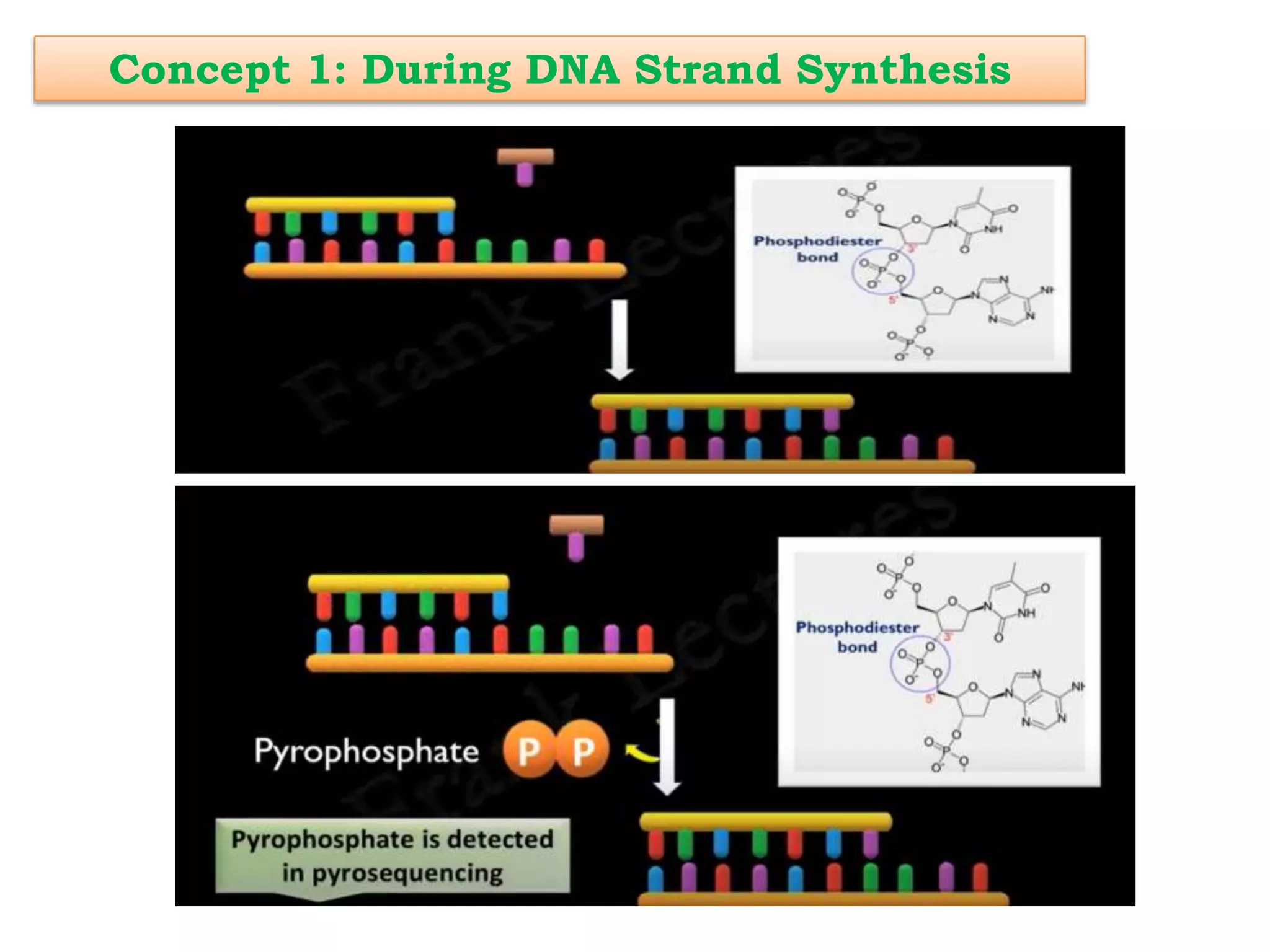 Concept 1: During DNA Strand Synthesis
