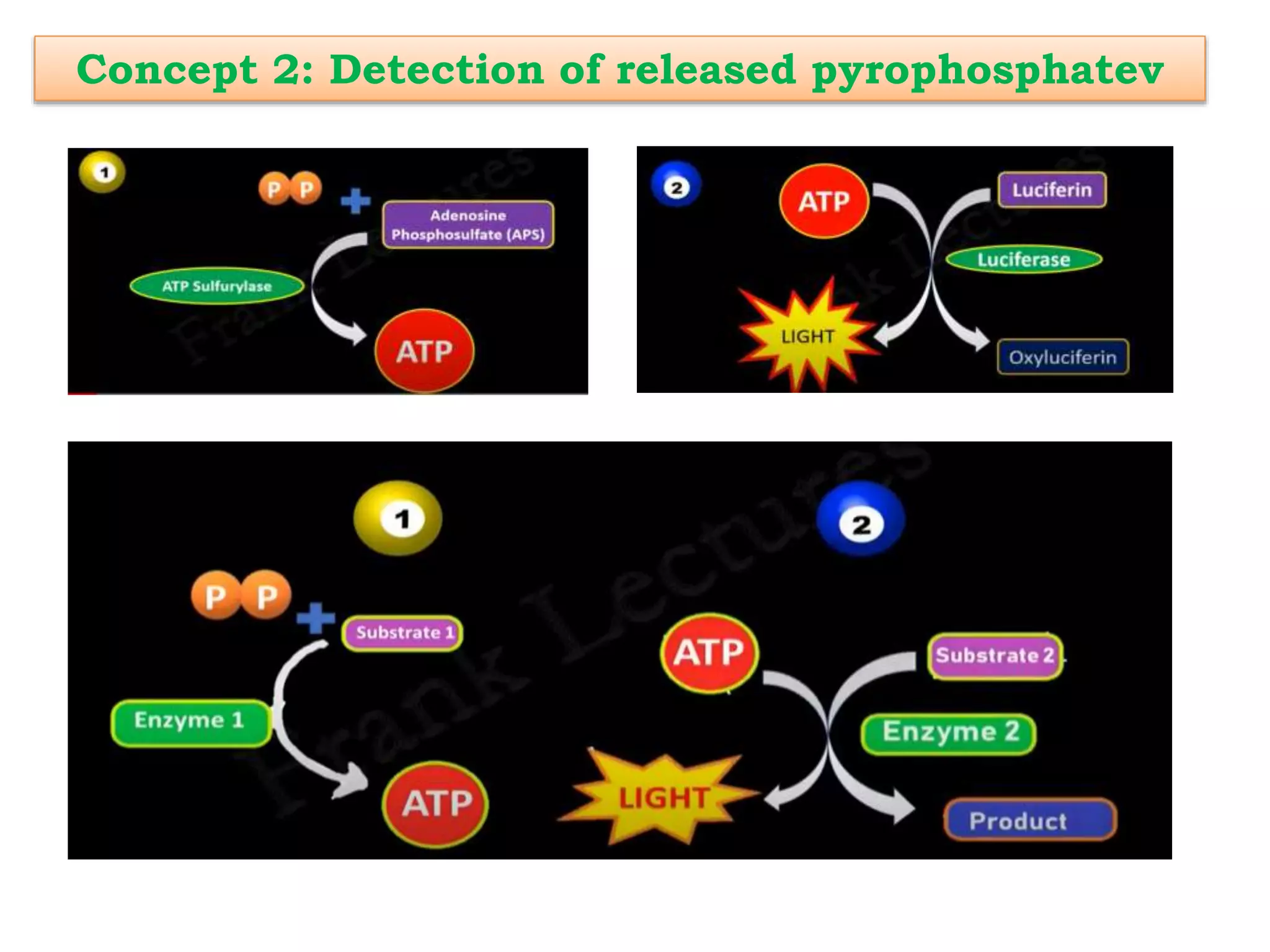 Concept 2: Detection of released pyrophosphatev
