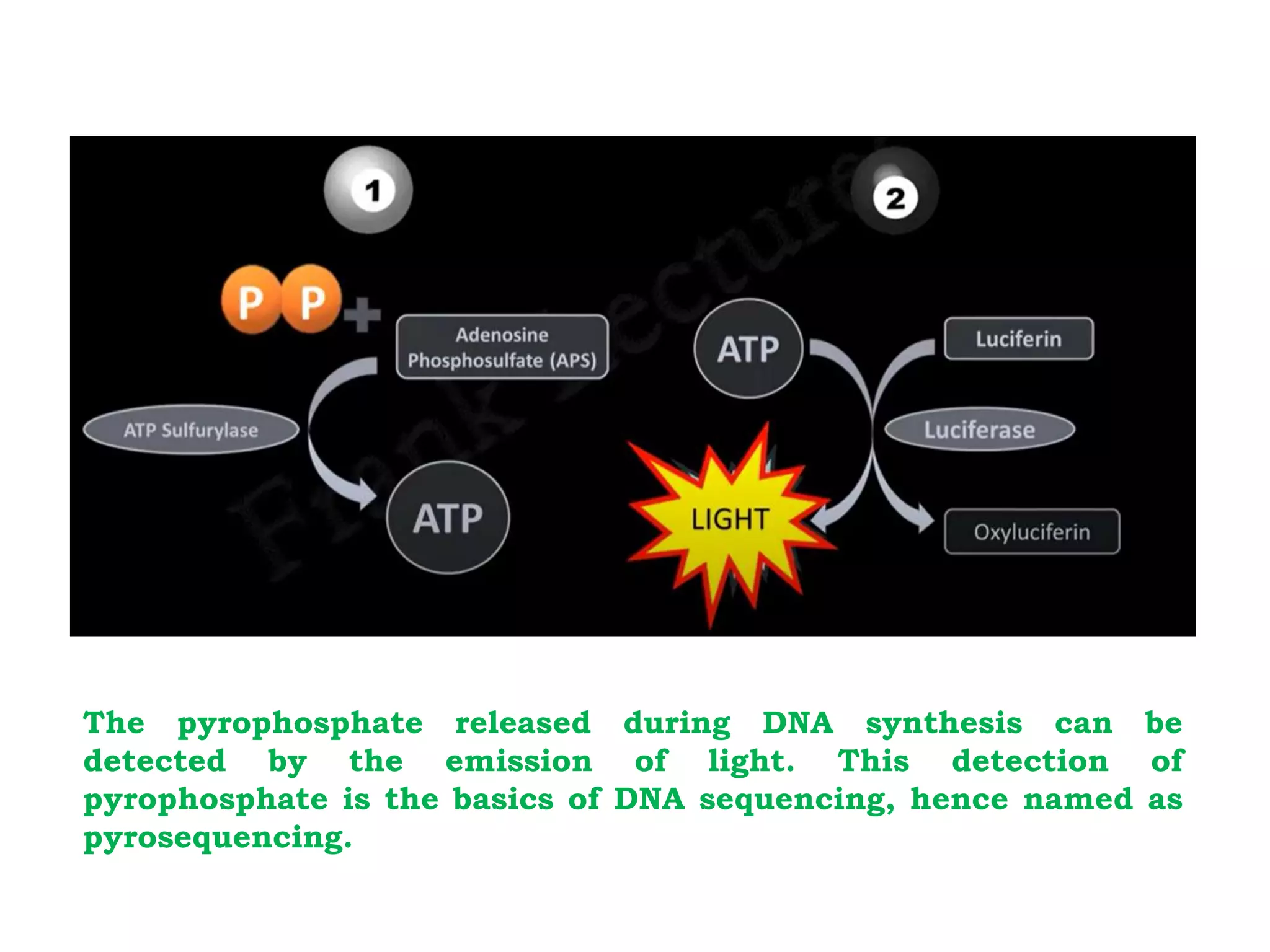 The pyrophosphate released during DNA synthesis can be
detected by the emission of light. This detection of
pyrophosphate is the basics of DNA sequencing, hence named as
pyrosequencing.