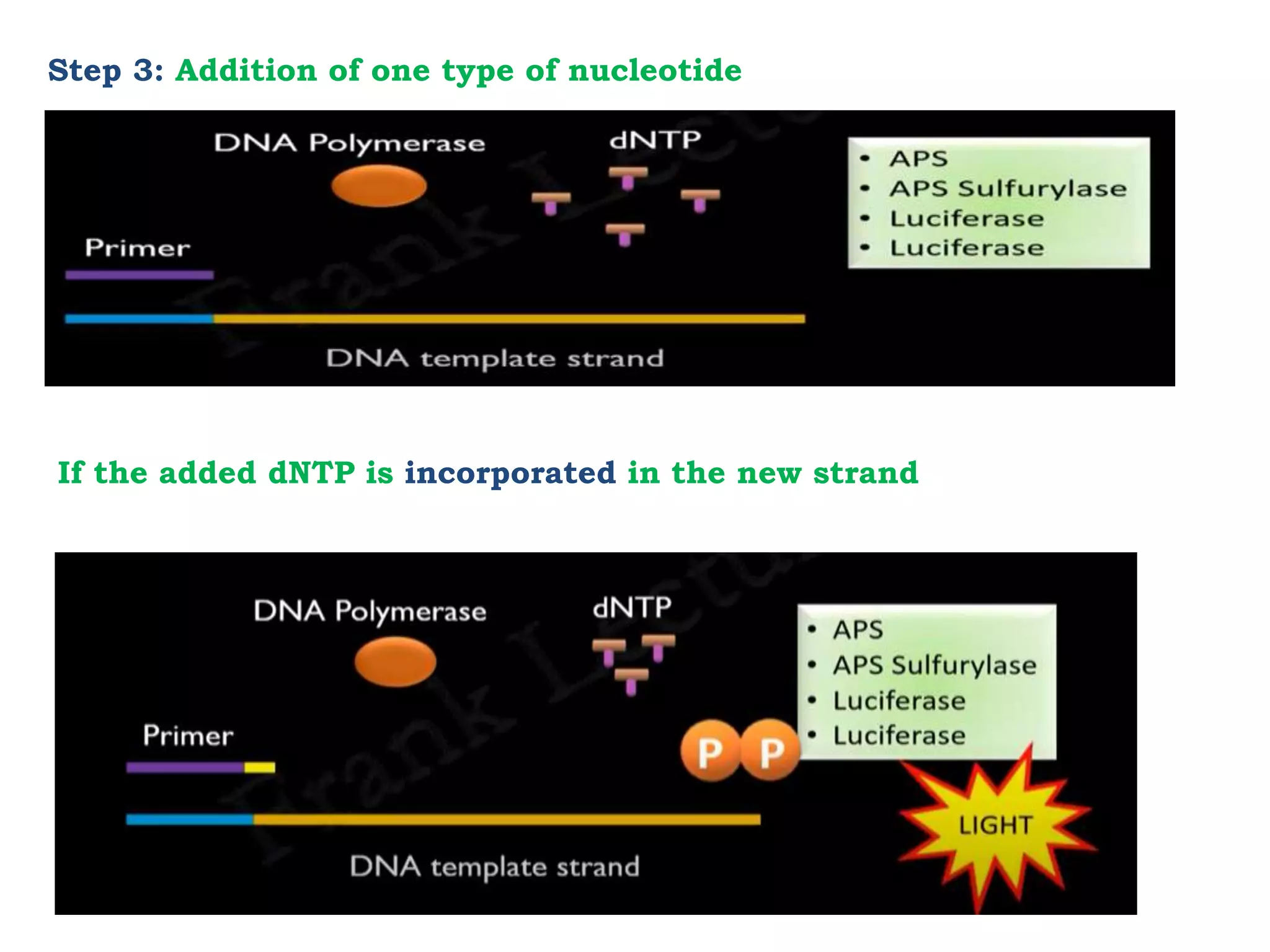 Step 3: Addition of one type of nucleotide
If the added dNTP is incorporated in the new strand