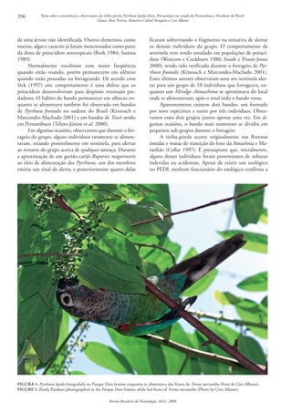 396          Nota sobre a ocorrência e observações da tiriba‑pérola Pyrrhura lepida (Aves, Psittacidae) no estado de Pernambuco, Nordeste do Brasil
                                                 Glauco Alves Pereira, Maurício Cabral Periquito e Ciro Albano




de uma árvore não identificada. Outros elementos, como                              ficaram sobrevoando o fragmento na tentativa de alertar
insetos, algas e caracóis já foram mencionados como parte                           os demais indivíduos do grupo. O comportamento de
da dieta de psitacídeos neotropicais (Roth 1984; Sazima                             sentinela vem sendo estudado em populações de psitací‑
1989).                                                                              deos (Westcott e Cockburn 1988; South e Pruett‑Jones
     Normalmente vocalizam com maior freqüência                                     2000), tendo sido verificado durante o forrageio de Pyr-
quando estão voando, porém permanecem em silêncio                                   rhura frontalis (Kristosch e Marcondes‑Machado 2001).
quando estão pousadas ou forrageando. De acordo com                                 Esses últimos autores observaram uma ave sentinela aler‑
Sick (1997) este comportamento é uma defesa que os                                  tar para um grupo de 10 indivíduos que forrageava, en‑
psitacídeos desenvolveram para despistar eventuais pre‑                             quanto um Mivalgo chimachima se aproximava do local
dadores. O hábito do bando permanecer em silêncio en‑                               onde se alimentavam, após o sinal todo o bando voou.
quanto se alimentava também foi observado em bandos                                       Aparentemente existem dois bandos, um formado
de Pyrrhura frontalis no sudeste do Brasil (Kristosch e                             por nove espécimes e outro por três indivíduos. Obser‑
Marcondes‑Machado 2001) e em bandos de Touit surdus                                 vamos esses dois grupos juntos apenas uma vez. Em al‑
em Pernambuco (Telino‑Júnior et al. 2000).                                          gumas ocasiões, o bando mais numeroso se dividiu em
     Em algumas ocasiões, observamos que durante o for‑                             pequenos sub‑grupos durante o forrageio.
rageio do grupo, alguns indivíduos raramente se alimen‑                                   A tiriba‑pérola ocorre originalmente nas florestas
tavam, estando possivelmente em sentinela, para alertar                             úmidas e matas de transição do leste da Amazônia e Ma‑
ao restante do grupo acerca de qualquer ameaça. Durante                             ranhão (Collar 1997). É pressuposto que, inicialmente,
a aproximação de um gavião‑carijó Rupornis magnirostris                             alguns desses indivíduos foram provenientes de solturas
ao sítio de alimentação das Pyrrhuras, um dos membros                               indevidas ou acidentais. Apesar de existir um zoológico
emitiu um sinal de alerta, e posteriormente quatro delas                            no PEDI, nenhum funcionário do zoológico confirma a




FiGurA 1: Pyrrhura lepida fotografada no Parque Dois Irmãos enquanto se alimentava dos frutos de Trema micrantha (Foto de Ciro Albano).
FiGurE 1: Pearly Parakeet photographed in the Parque Dois Irmãos while fed fruits of Trema micrantha (Photo by Ciro Albano).

                                                         Revista Brasileira de Ornitologia, 16(4), 2008
 
