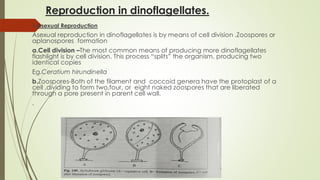 Reproduction in dinoflagellates.
1.Asexual Reproduction
Asexual reproduction in dinoflagellates is by means of cell division .Zoospores or
aplanospores formation
a.Cell division –The most common means of producing more dinoflagellates
flashlight is by cell division. This process “splits” the organism, producing two
identical copies
Eg.Ceratium hirundinella
b.Zoospores-Both of the filament and coccoid genera have the protoplast of a
cell ,dividing to form two,four, or eight naked zoospores that are liberated
through a pore present in parent cell wall.
.
 