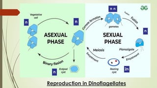 Reproduction in Dinoflagellates
 