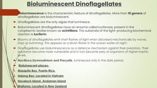 Bioluminescent Dinoflagellates
 Bioluminescence is the characteristic feature of dinoflagellates. More than 18 genera of
dinoflagellates are bioluminescent.
 Dinoflagellates are the only algae that luminesce.
 Bioluminescent dinoflagellates have an enzyme called luciferase, present in the
cytoplasmic bodies known as scintillons. The substrate of the light-producing biochemical
reaction is luciferin.
 Blooms of dinoflagellates emit short flashes of light when disturbed mechanically by waves,
ships or swimming. This appears as a bluish flicker in the ocean water at night.
 Dinoflagellates use bioluminescence as a defence mechanism against their predators. Their
predators become more vulnerable and in turn become prey of organisms of higher trophic
levels.
 Noctiluca.Gymnodinium and Procystis, luminesced only in the dark period.
 Bioluinescent places-
1. Mosquito Bay, Puerto Rico.
2. Halong Bay: Located in Vietnam
3. Havelock Island, Andaman Island
4. Waitomo: Located in New Zealand
 