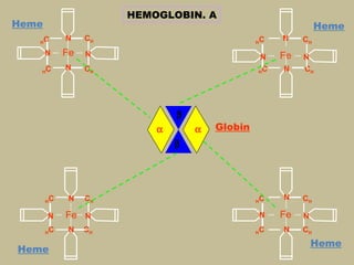 HEMOGLOBIN. A
Heme                                                            Heme
   H   C   N    CH                            C
                                              H
                                                      N    CH
       N   Fe   N                                 N   Fe   N
   H   C   N    CH                            H   C   N    CH




                             β
                         α       α   Globin
                             β




       C
       H    N   CH                            C
                                              H
                                                      N    CH

       N   Fe N                                   N   Fe   N
       C
       H    N   CH                            C
                                              H       N    CH
                                                               Heme
Heme
 