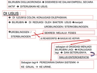 BILIRUBIN DIGLUKORONIDA  DISEKRESI KE DALAM EMPEDU, SECARA
  AKTIF  DITERUSKAN KE USUS.


DI USUS :
   DI ILEUM & COLON, KONJUGASI DILEPASKAN.
   BILIRUBIN  DI REDUKSI OLEH BAKTERI USUS menjadi
                            UROBILINOGEN / STERKOBILINOGEN.

  UROBILINOGEN /           SEKRESI MELALUI FESES
   STERBILINOGEN
                         di REABSORPSI  MASUK KE HEPAR:


                                     sebagian di OKSIDASI MENJADI
                                    BILIRUBIN LAGI  KONJUGASI
                                    lagi  DAN SETERUSNYA.
                                       SIKLUS ENTEROHEPATIK

            Sebagian lagi PEREDARAN DARAH SISTEMIK 
            KE GINJAL  KE URINE.
 