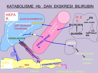 KATABOLISME Hb DAN EKSKRESI BILIRUBIN

 HEPA
 R                                                                          R E            Hb
      .      ASAM GLUKORONAT
   LI LU
         K                                                                  S
 BI I G
                                                                                      HEME +GLOBIN
                    BILIRUBIN
                                                                       BILIRUBIN




                                                       M IN
   D UDP Glukoronil




                                                    BU UB
                                                         IN
        Transferase




                                                  AL LIR
                                                                                            A.A




                                                   BI
                                                                        BILIVERDIN      HAPTOGLO
                                                          E                             BIN
                                                      G
  UROBILINOGEN                                    O
                                              N
                                           LI
                                      BI                              GINJAL
                                  O
                                  R                                  GINJAL
                              U
                                  N

                                                                           UROBILINOGEN

                                                                                 UROBILIN
USU                                             GEN                                  (URINE )
                    RED             STERKOBILINO
S     BILI.DIGLU
            BILI.         UROBILI /
      K
                          COLON                               STERKOBILIN ( FESES )
 