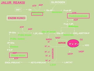 JALUR REAKSI                                            GLIKOGEN
                             ATP   ADP

           DIET        Glc             Glc-6P         Fruk-6P
                          Heksokinase       Isomerase         ATP
                           Glukokinase
                                                           Fosfofruktokinase
   ENZIM KUNCI
                                                                            ADP
                                                                  Fruk-1,6P2
               ATP                                                    Aldolase
                       ADP
    3P-Glis                          Glis-3P dehidr
                            1,3P2-Glis              Glis-3P         (OH)2-ASETON-P
              P-Glis kinase                                Isomerase
      P-Glis. mutase                               NAD+
                                         NADH                              O2
   2P-Glis                                   H +
                                                     AEROB OKS -RESP-
                                                                H+ e H+ e
                                        H + , e-                              H2O
      Enolase


                                                        ANAEROB
   P.E.P
                                         H + , e-                                 3ADP
       ADP                                                           3ATP
      Piruvat kinase                        +
                                          H ,e      -

         ATP
                                    H+, e-
 ENOL-PIRUVAT            KETO-PIRUVAT                             LAKTAT
                                         L.D.H
 