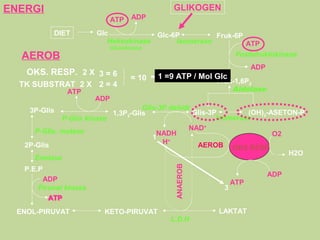 ENERGI                                          GLIKOGEN
                             ATP   ADP

           DIET        Glc             Glc-6P         Fruk-6P
                          Heksokinase       Isomerase         ATP
                           Glukokinase
  AEROB                                                    Fosfofruktokinase
                                                                       ADP
   OKS. RESP. 2 X 3 = 6
  TK SUBSTRAT 2 X 2 = 4
                                   = 10   - 2 = 8ATP //Mol Glc
                                            1 =9 ATP Mol Glc
                                                           Fruk-1,6P   2

              ATP                                                Aldolase
                       ADP
    3P-Glis                          Glis-3P dehidr
                            1,3P2-Glis              Glis-3P        (OH)2-ASETON-P
              P-Glis kinase                                Isomerase
      P-Glis. mutase                               NAD+
                                         NADH                             O2
                                        1
   2P-Glis                                 H +
                                                     AEROB OKS RESP
                                                                             H2O
      Enolase


                                                ANAEROB
   P.E.P
                                                                             ADP
       ADP                                                       ATP
      Piruvat kinase                                         3
         ATP
 ENOL-PIRUVAT            KETO-PIRUVAT                       LAKTAT
                                               L.D.H
 