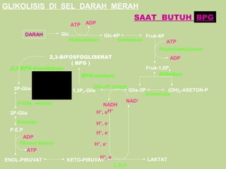 GLIKOLISIS DI SEL DARAH MERAH
                            SAAT BUTUH BPG
                                       ATP
                         ATP   ADP

         DARAH        Glc            Glc-6P         Fruk-6P
                         Heksokinase      Isomerase         ATP
                                                         Fosfofruktokinase
                 2,3-BIFOSFOGLISERAT                                 ADP
                          ( BPG )
 2,3 BPG-Fossfatase                                        Fruk-1,6P2
             ATP              BPG-mutase                        Aldolase
                      ADP
  3P-Glis                           Glis-3P dehidr
                           1,3P2-Glis              Glis-3P          (OH)2-ASETON-P
            P-Glis kinase                                 Isomerase
    P-Glis. mutase                                NAD+
                                         NADH
                                      H+, e-H
                                             +
 2P-Glis
    Enolase                          H + , e-
 P.E.P
                                     H + , e-
      ADP
     Piruvat kinase                H+, e-
        ATP
                                   H+, e-                LAKTAT
ENOL-PIRUVAT            KETO-PIRUVAT
                                                L.D.H
 